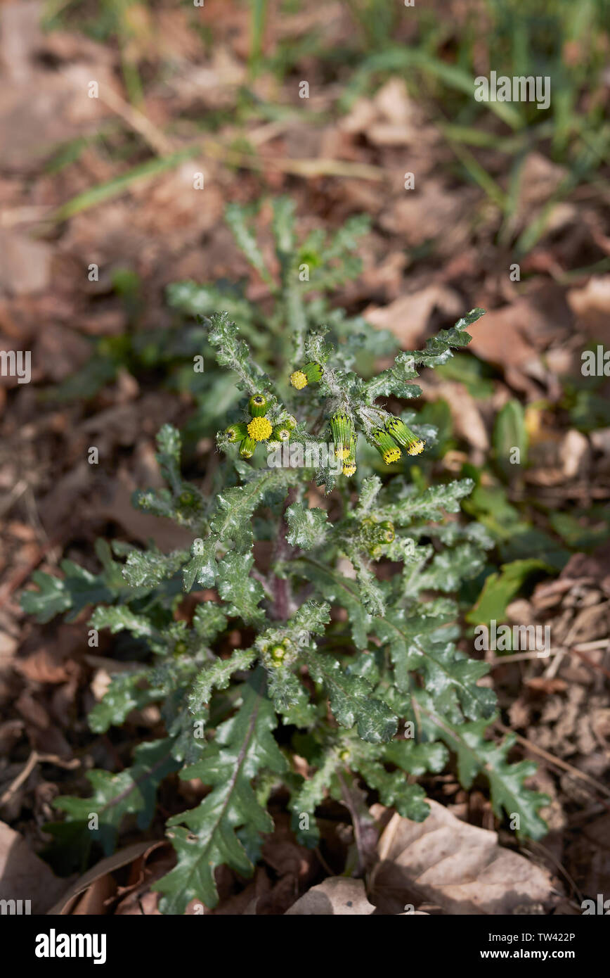 Senecio vulgaris in fiore Foto Stock