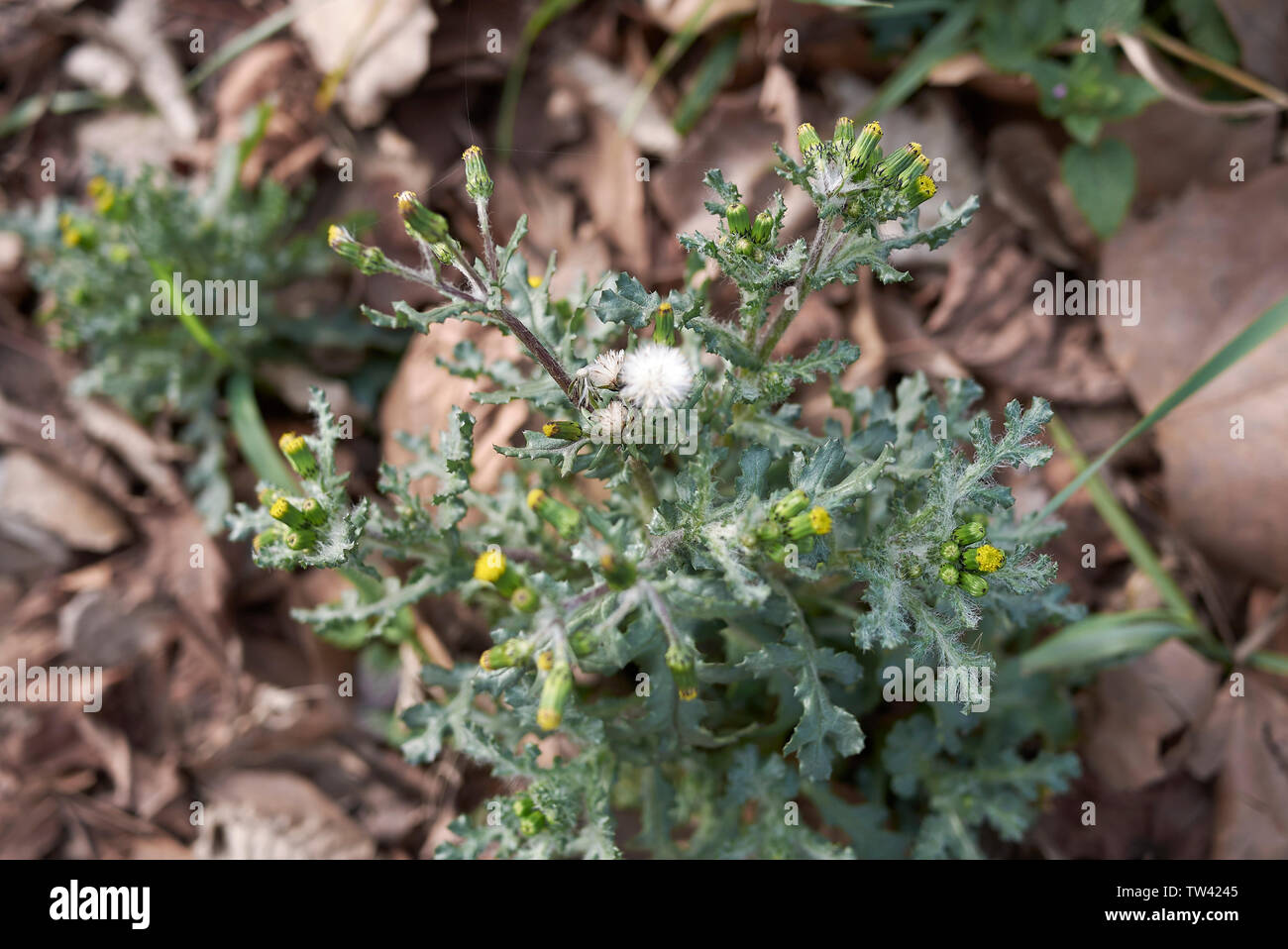 Senecio vulgaris in fiore Foto Stock