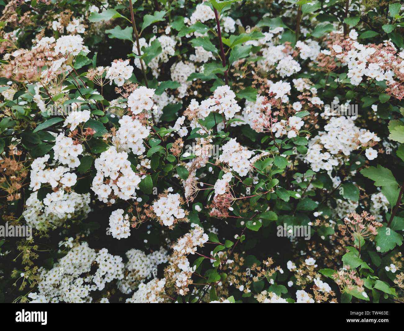 Sfondo - fiori bianchi di Spiraea vanhouttei in giugno Foto Stock