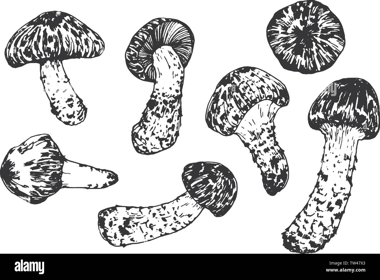 Matsutake. I funghi commestibili. Cucina orientale. Disegnata a mano illustrazione vettoriale in stile di incisione Illustrazione Vettoriale