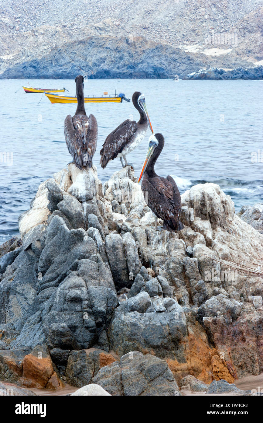 Tre pellicani peruviani sulla rocciosa costa del mare rivolta verso il giallo di barche da pesca, a nord del Cile . Foto Stock
