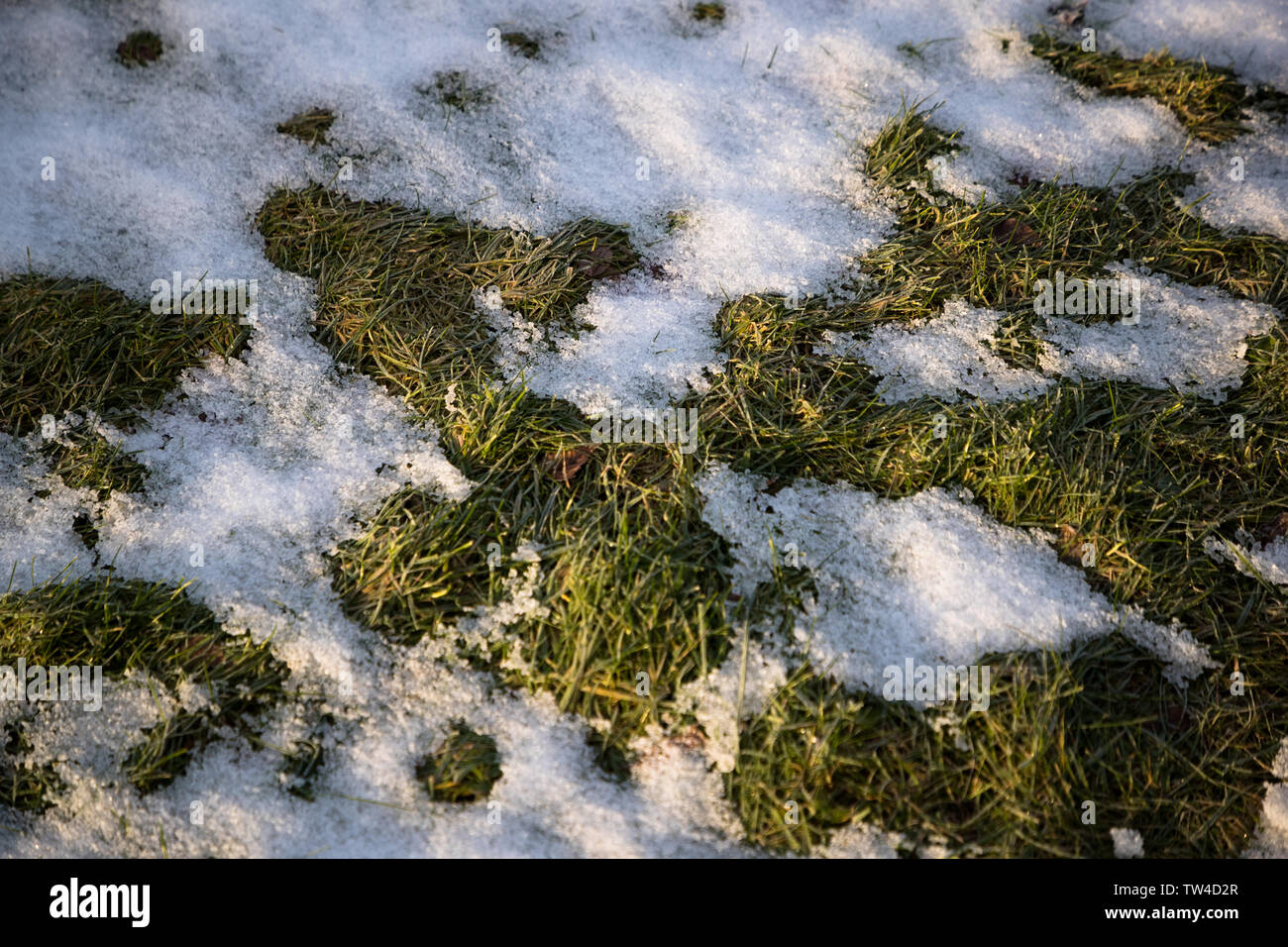 Erba verde sotto la neve Foto Stock