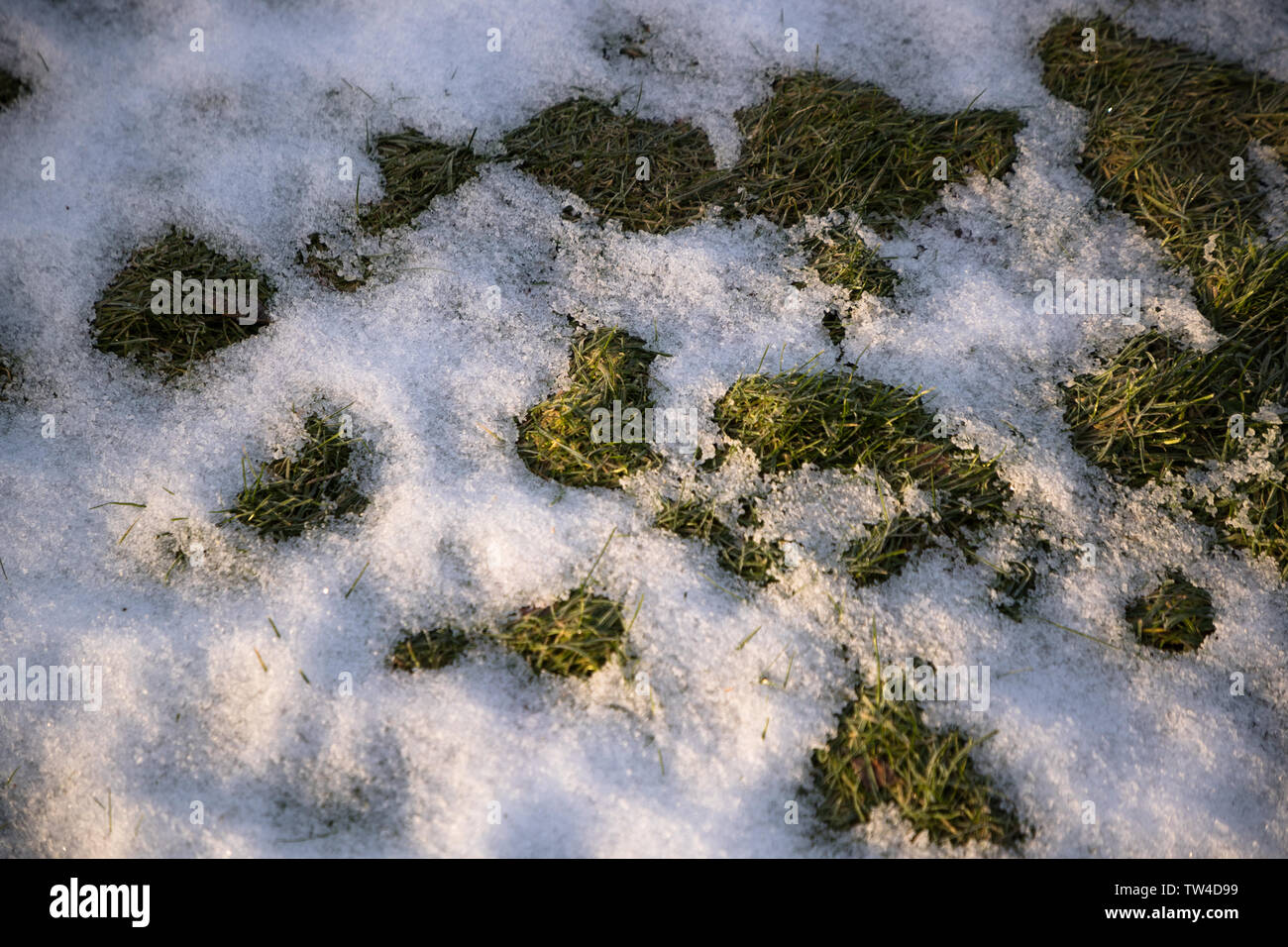 Erba verde sotto la neve Foto Stock