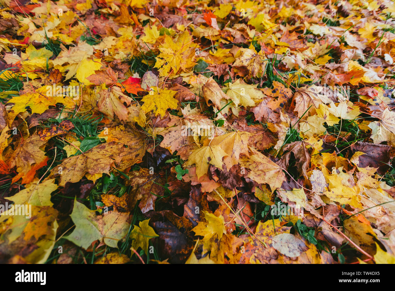 Bright multi-colore di foglie di autunno sull'erba Foto Stock