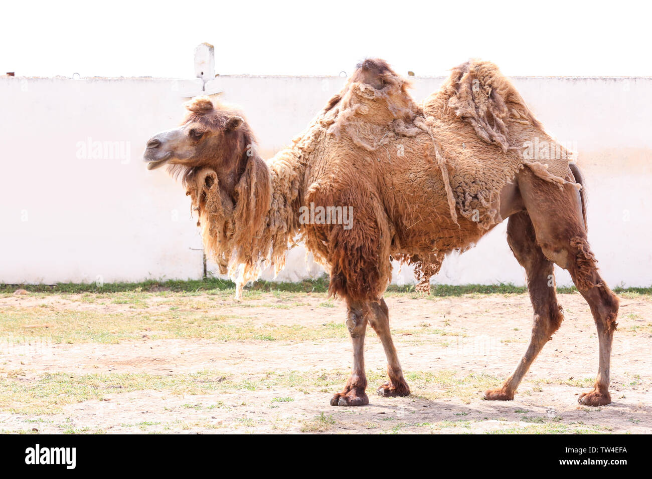 Due-humped camel nel giardino zoologico Foto Stock