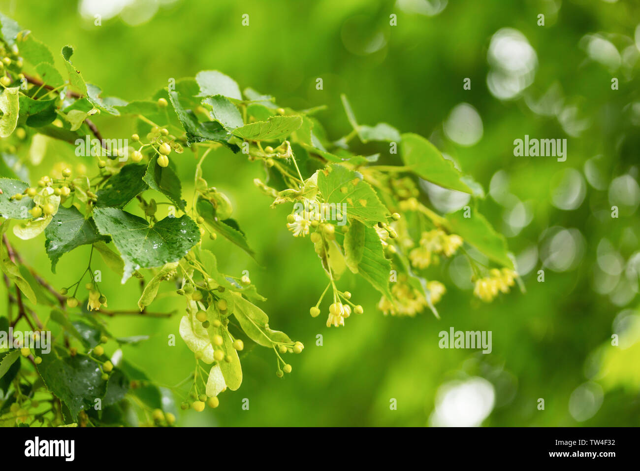 Boccioli di fiori di tiglio di close-up. Luminoso sfondo naturale Foto Stock