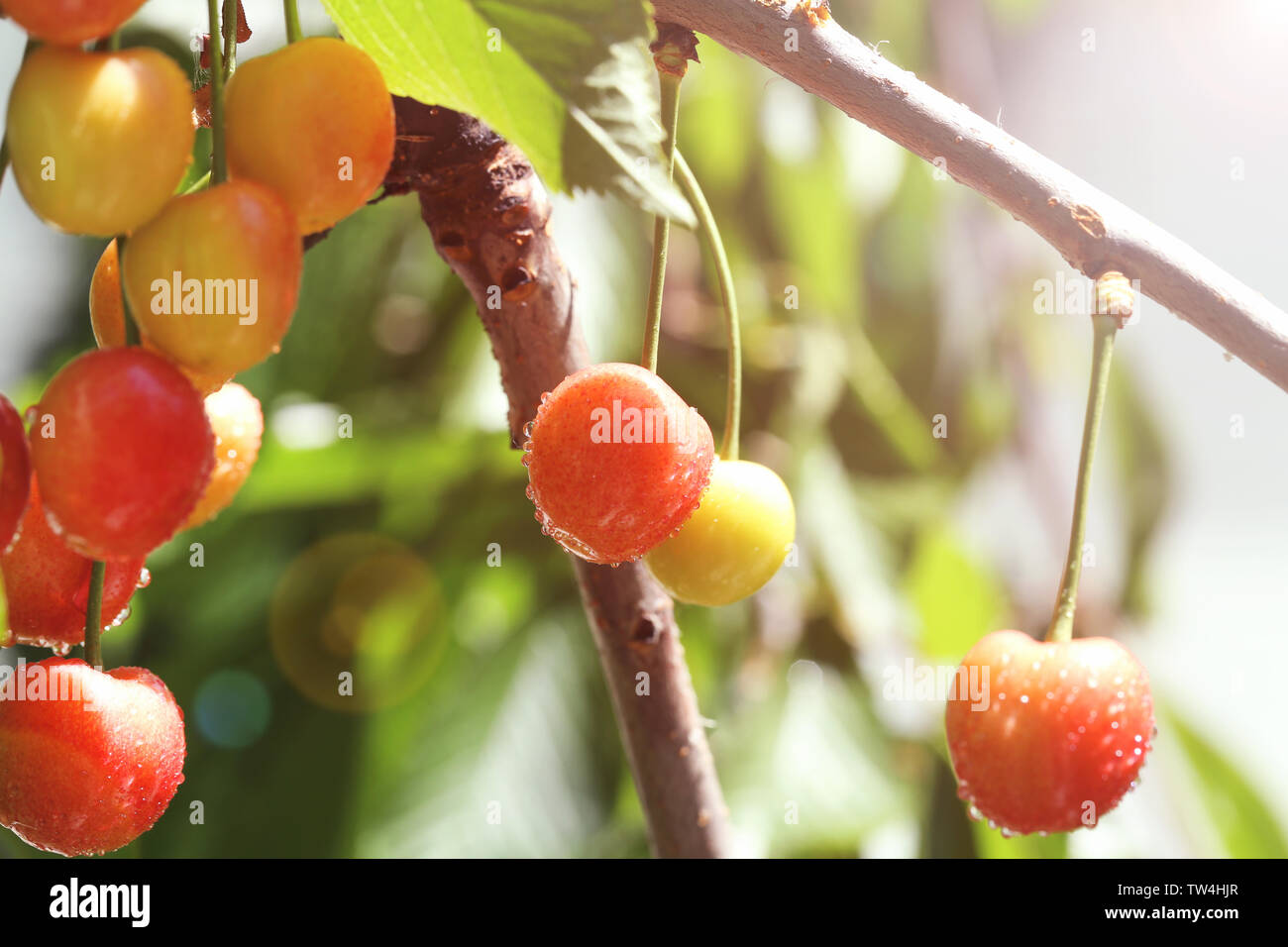 Rami con ciliegio dolce bacche nel giardino sulla giornata di sole Foto Stock