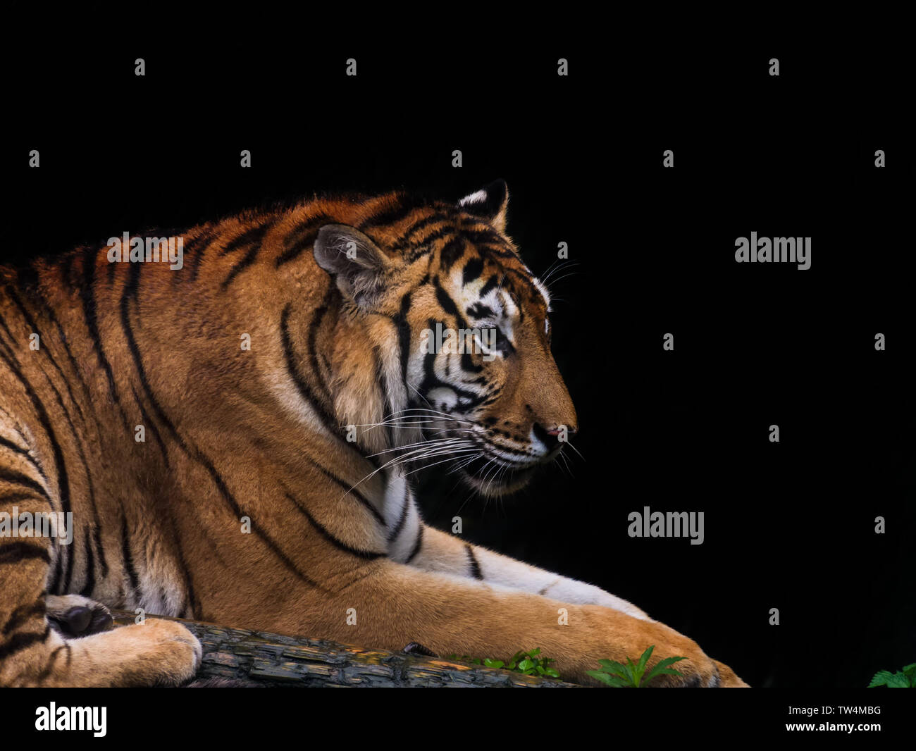 South China tiger Foto Stock