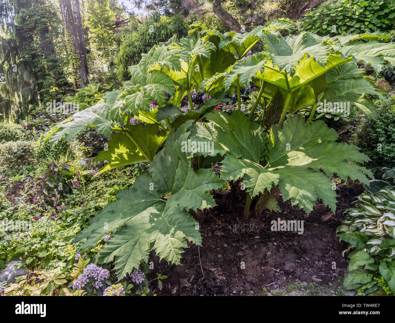 Rabarbaro gigante arbusto noto anche come colosso brasiliano-rabarbaro che cresce in giardino Foto Stock