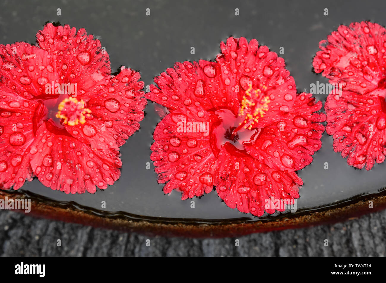 Pentola di pietra con acqua e splendidi fiori tropicali, primo piano Foto Stock