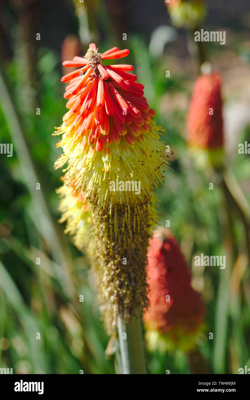 Arancio e giallo dei fiori di Kniphofia uvaria in piedi in un giardino botanico, liliacee Foto Stock