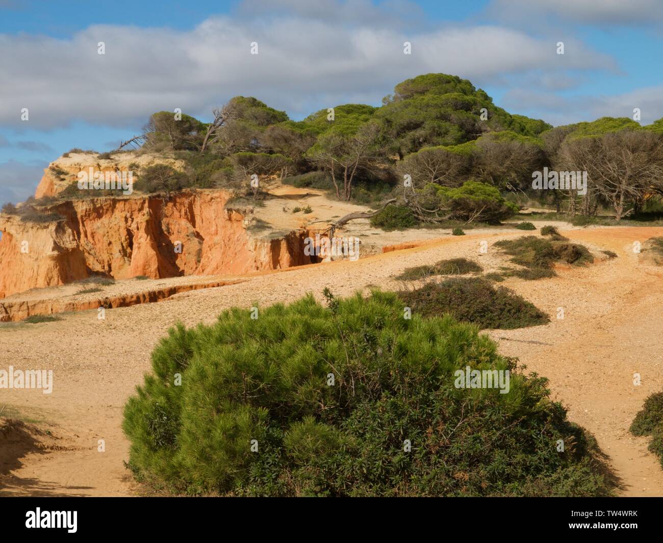Foresta di Pini a Praia da Falesia a Albufeira in Portogallo Foto Stock