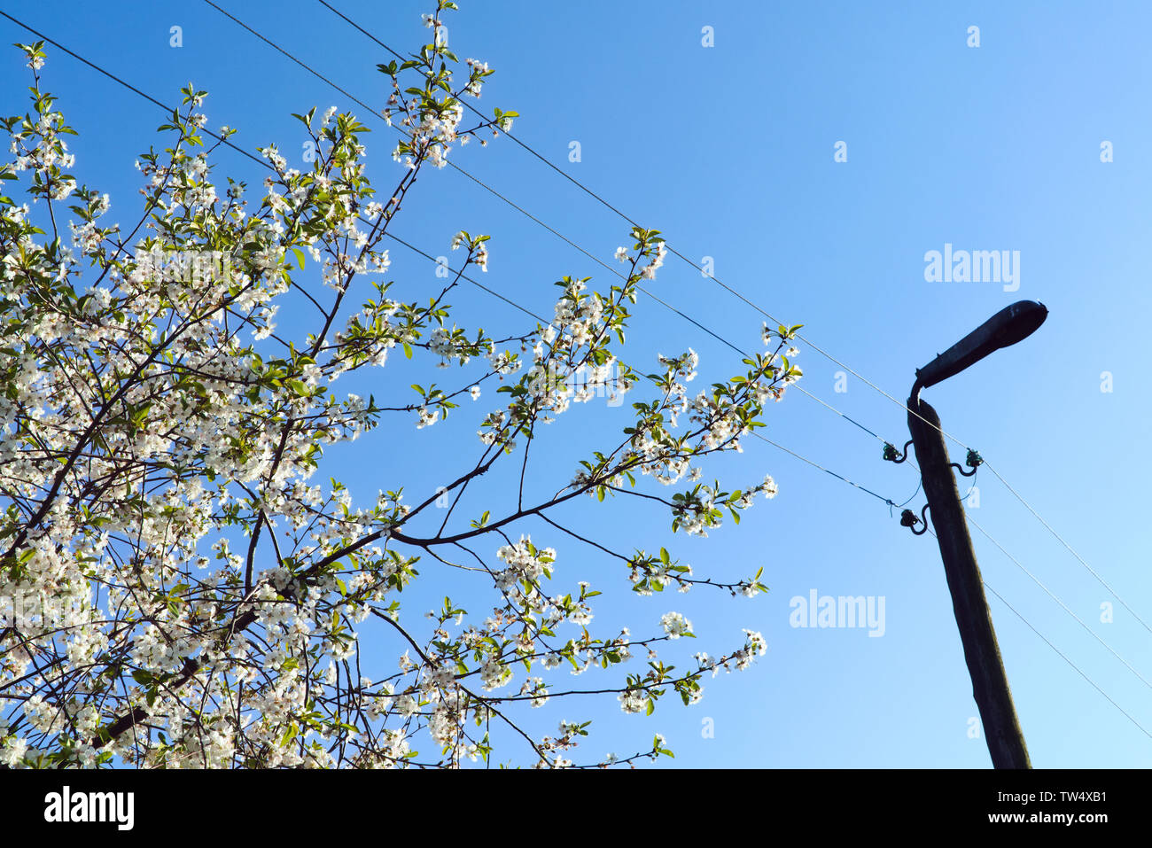 Rami di fioritura di ciliegio in primavera e la vecchia strada lampada su legno traliccio di elettricità con linee di alimentazione, sul cielo azzurro sfondo, vista dal basso Foto Stock