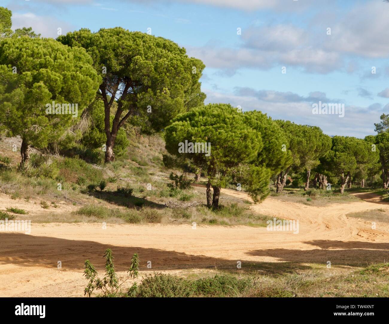 Foresta di Pini a Praia da Falesia a Albufeira in Portogallo Foto Stock