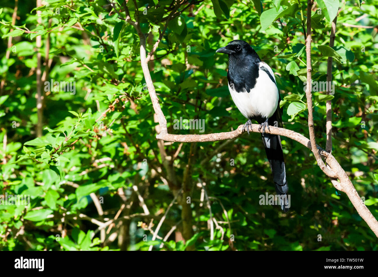 Un Eurasian gazza, Pica pica, appollaiate su un ramo in un giardino suburbano. Foto Stock