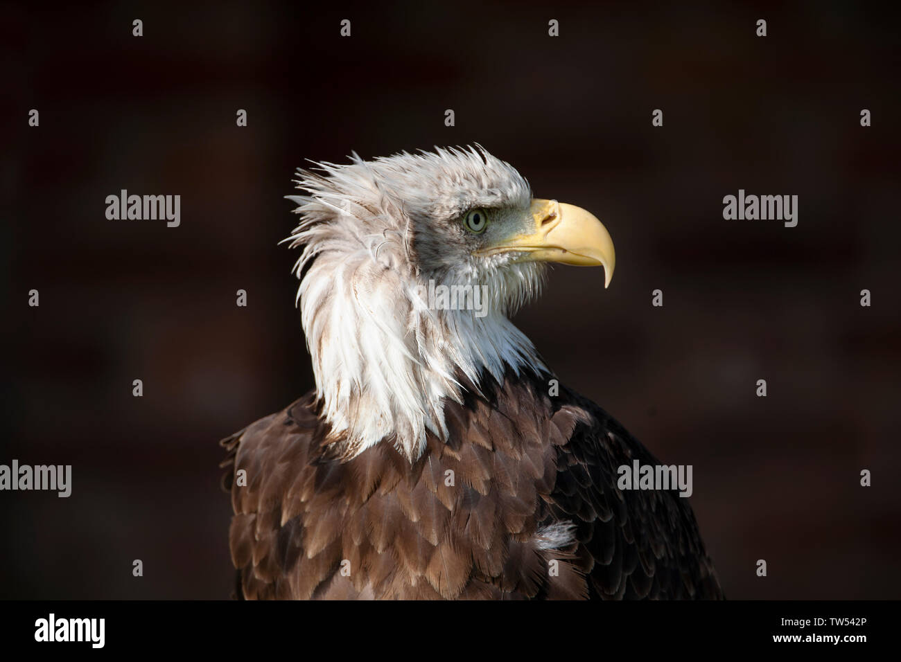 Close up colpo di testa di un aquila calva Haliaeetus leucocephalus guardando dal lato che mostra la testa bianca e grande giallo becco ad uncino Foto Stock