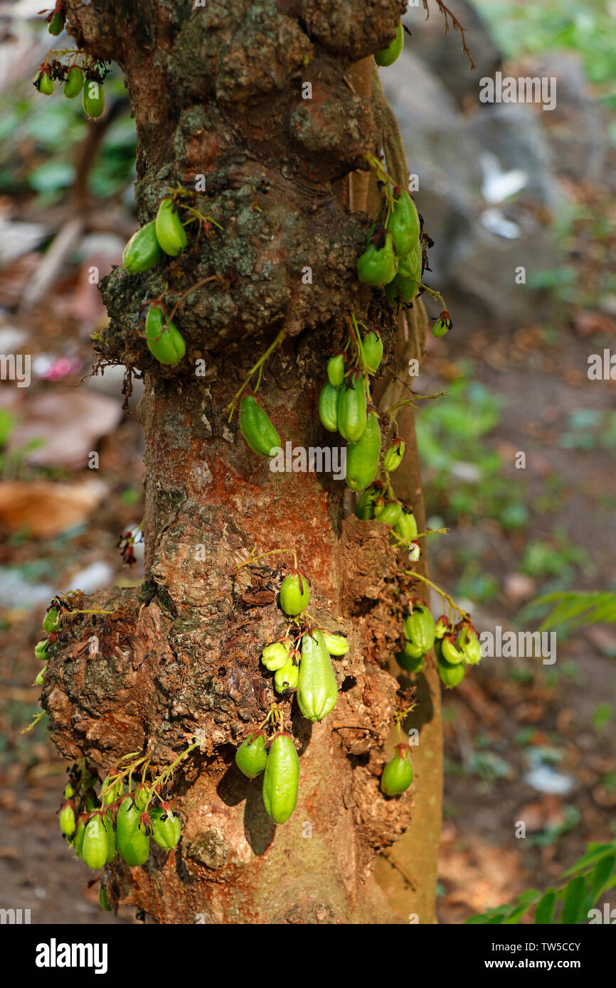 Averrhoa bilimbi (comunemente noto come bilimbi, cetriolo, ad albero o albero sorrel, bilimbi è un piccolo albero tropicale nativo di Indonesia e Malaysia, reachin Foto Stock