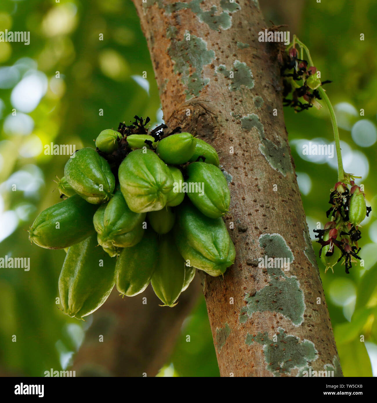 Averrhoa bilimbi (comunemente noto come bilimbi, cetriolo, ad albero o albero sorrel, bilimbi è un piccolo albero tropicale nativo di Indonesia e Malaysia, reachi Foto Stock