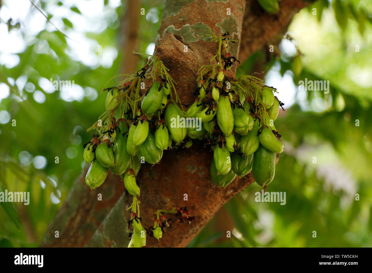 Averrhoa bilimbi (comunemente noto come bilimbi, cetriolo, ad albero o albero sorrel, bilimbi è un piccolo albero tropicale nativo di Indonesia e Malaysia, reachi Foto Stock