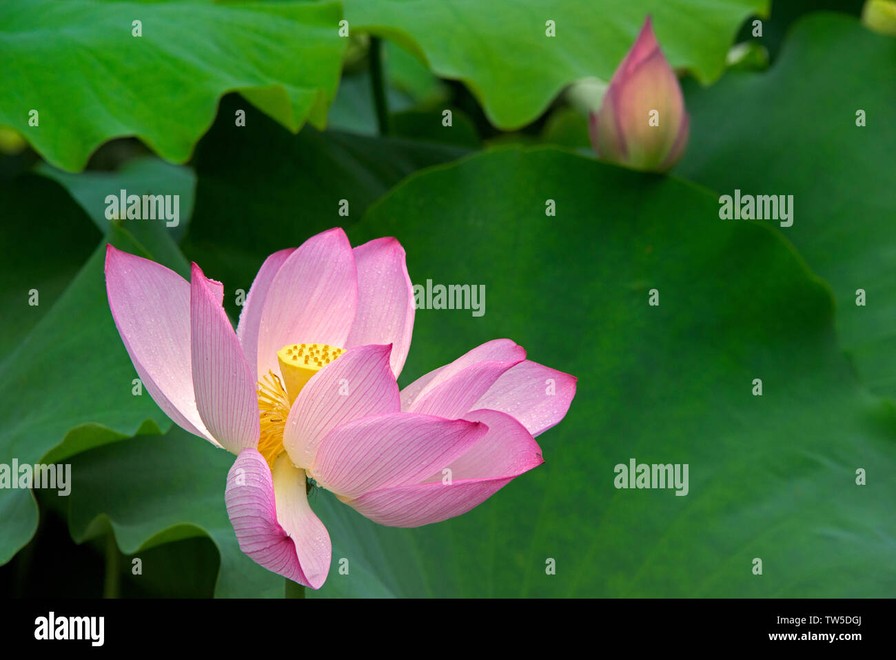 Fiore di loto, nella provincia del Hunan, Cina Foto Stock
