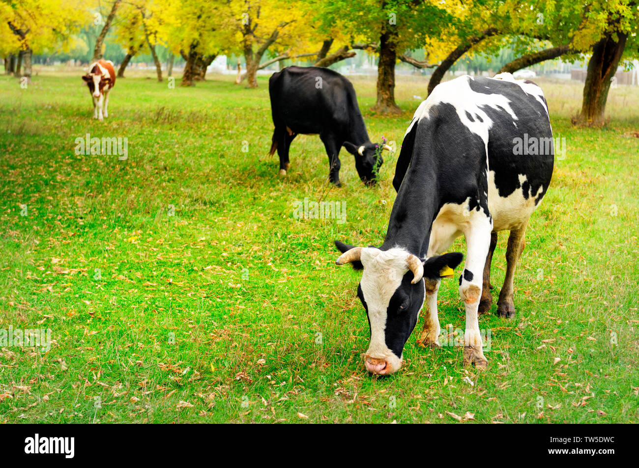 Vacche sul pascolo durante i caldi giorni di autunno Foto Stock