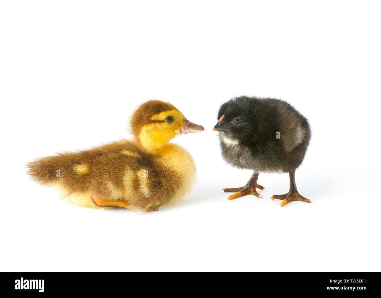 Neonato anatroccolo carino e pollo isolati su sfondo bianco Foto Stock