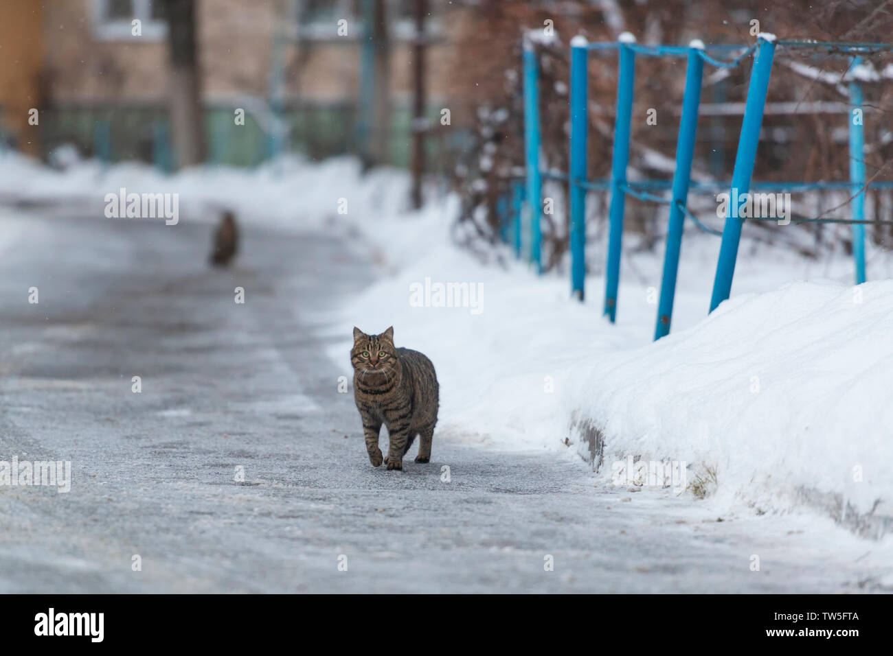 Senzatetto gatto randagio in inverno per le strade delle città. La sopravvivenza degli animali nel periodo invernale Foto Stock