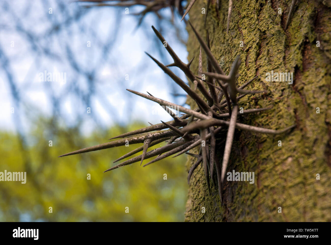 Thorn cluster sul miele locust Foto Stock