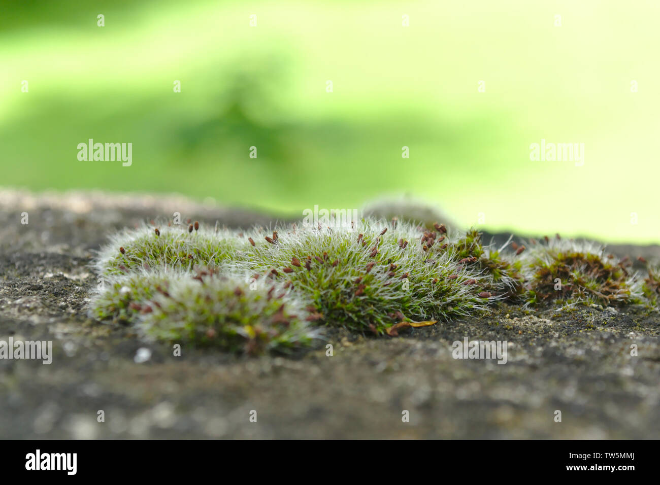 Argento muschio cresce sulla superficie di pietra verde con sfondo sfocato. Moss closeup, macro. Foto Stock