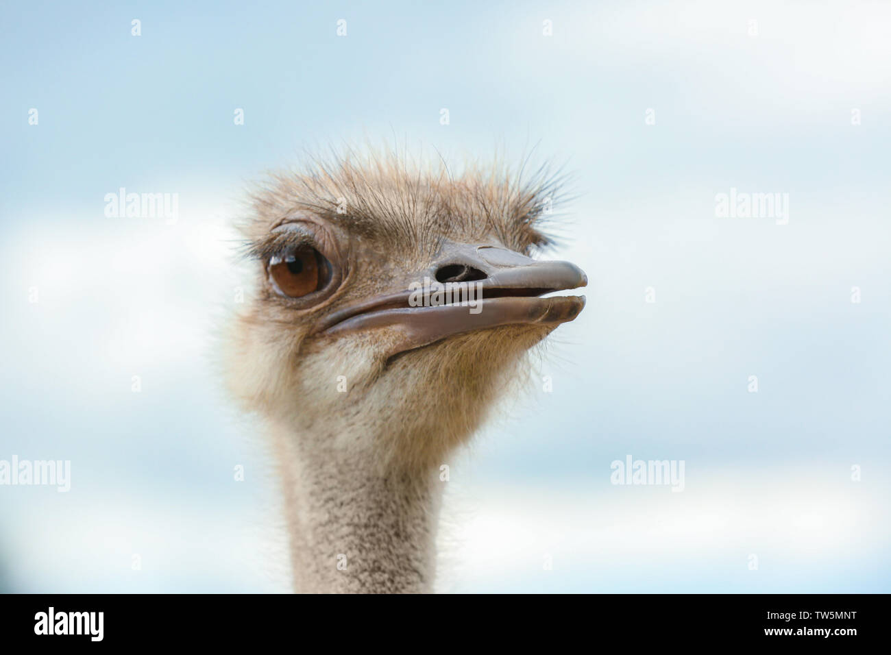 Coltivate all'aperto di struzzo Foto Stock