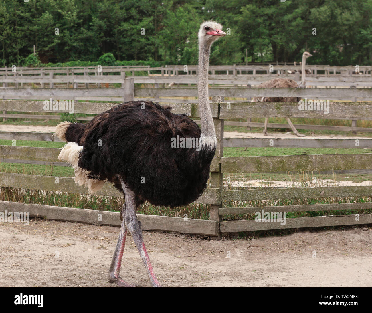 Struzzo cresciuto nel paddock in agriturismo Foto Stock