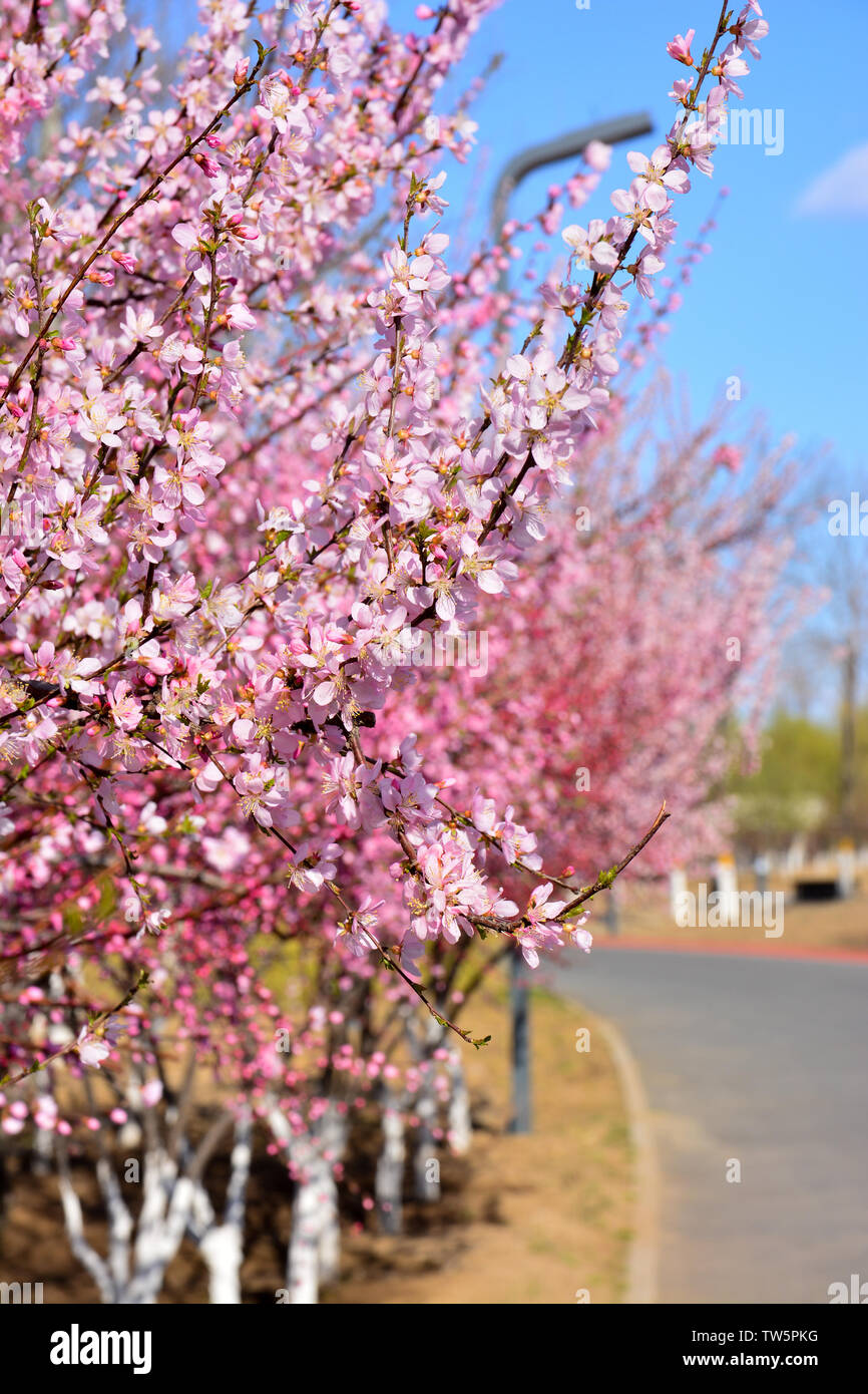 Peach blossom, molla Foto Stock