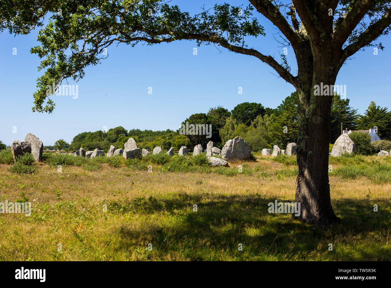 Carnac pietre permanente e l'ombra di un albero in primo piano. Punto di riferimento megalitica Foto Stock
