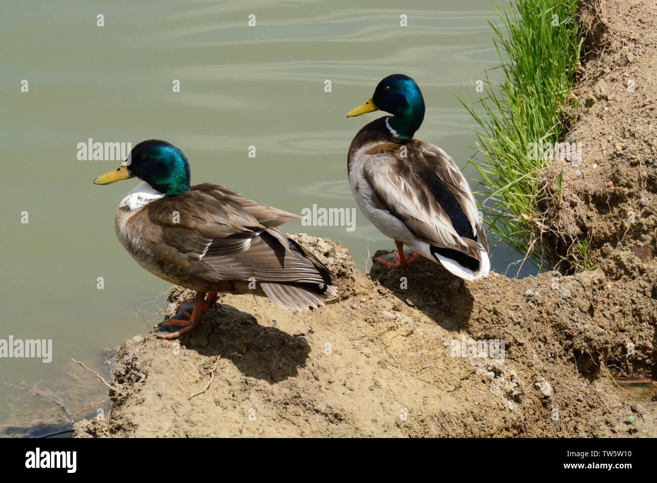 Il Germano Reale e incroci di germano reale e anatra domestica I draghetti in appoggio sulla battuta di sporcizia sul bordo del lago Foto Stock