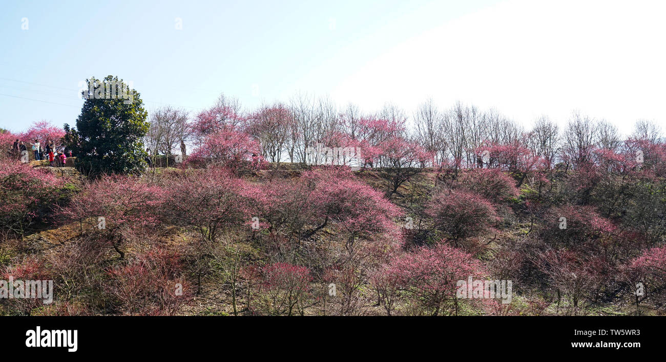 Fenghua Mei Garden Foto Stock