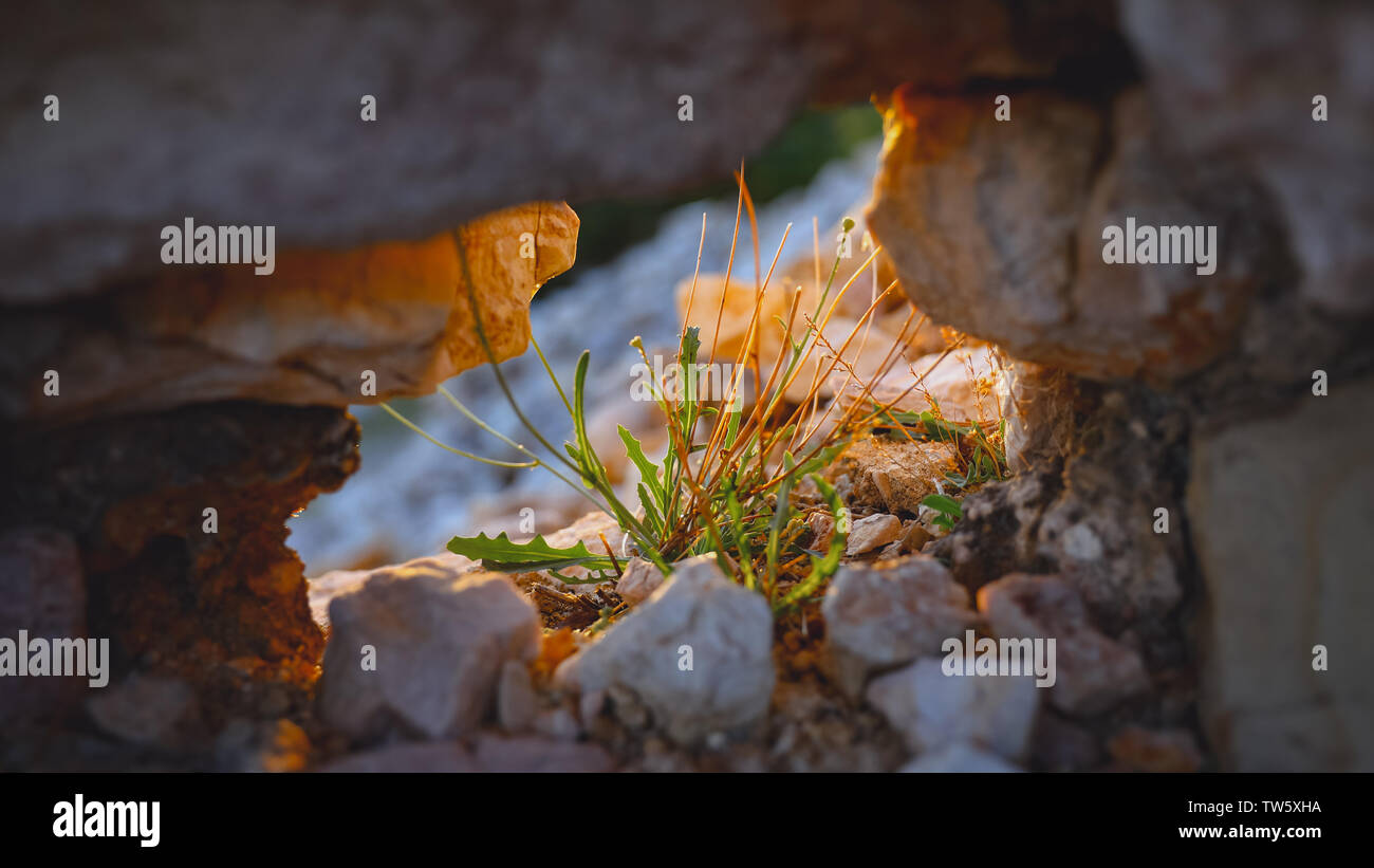 Colorate e luminose piccoli fiori la boccola nel foro di una parete rocciosa Foto Stock