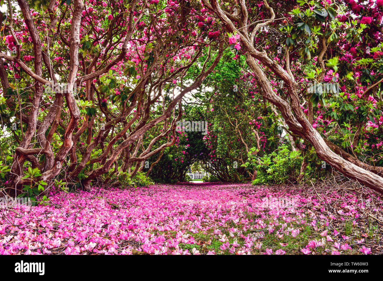 Un tappeto rosa di fiori in fiore Foto Stock