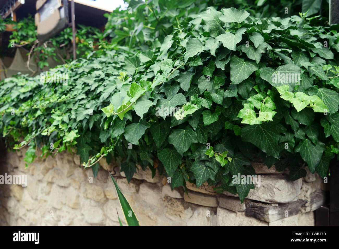 Verde di vigneti di edera sul vecchio muro di pietra Foto Stock