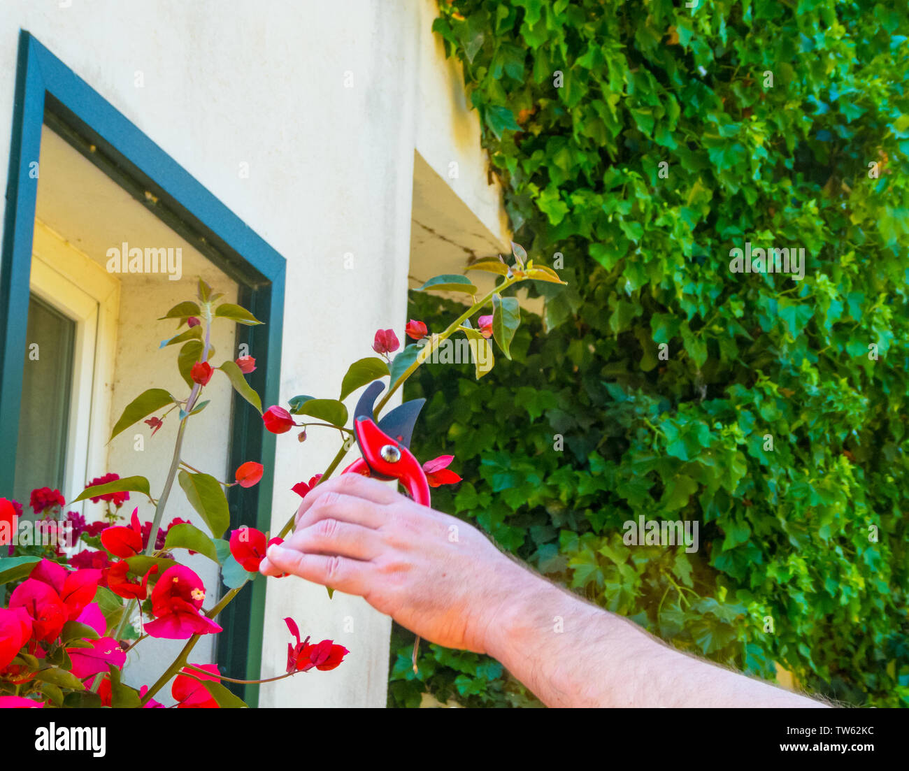 Mano con una cesoia in un giardino di taglio di bouganville rosse Foto Stock