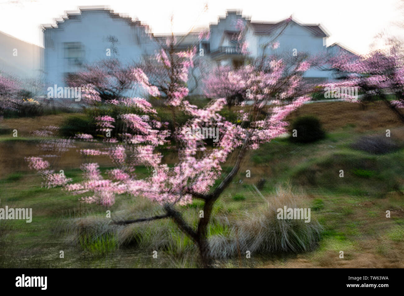 Taohuadu, Da Qingshan Picky Flower Village, Dangtu County, Maanshan Città, provincia di Anhui, 26 marzo 2019 Foto Stock
