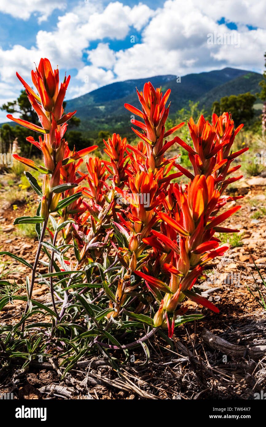 Rosso comune pennello indiano di fiori selvaggi; Castilleja; doppio arcobaleno sentiero vicino Salida; Colorado; USA Foto Stock