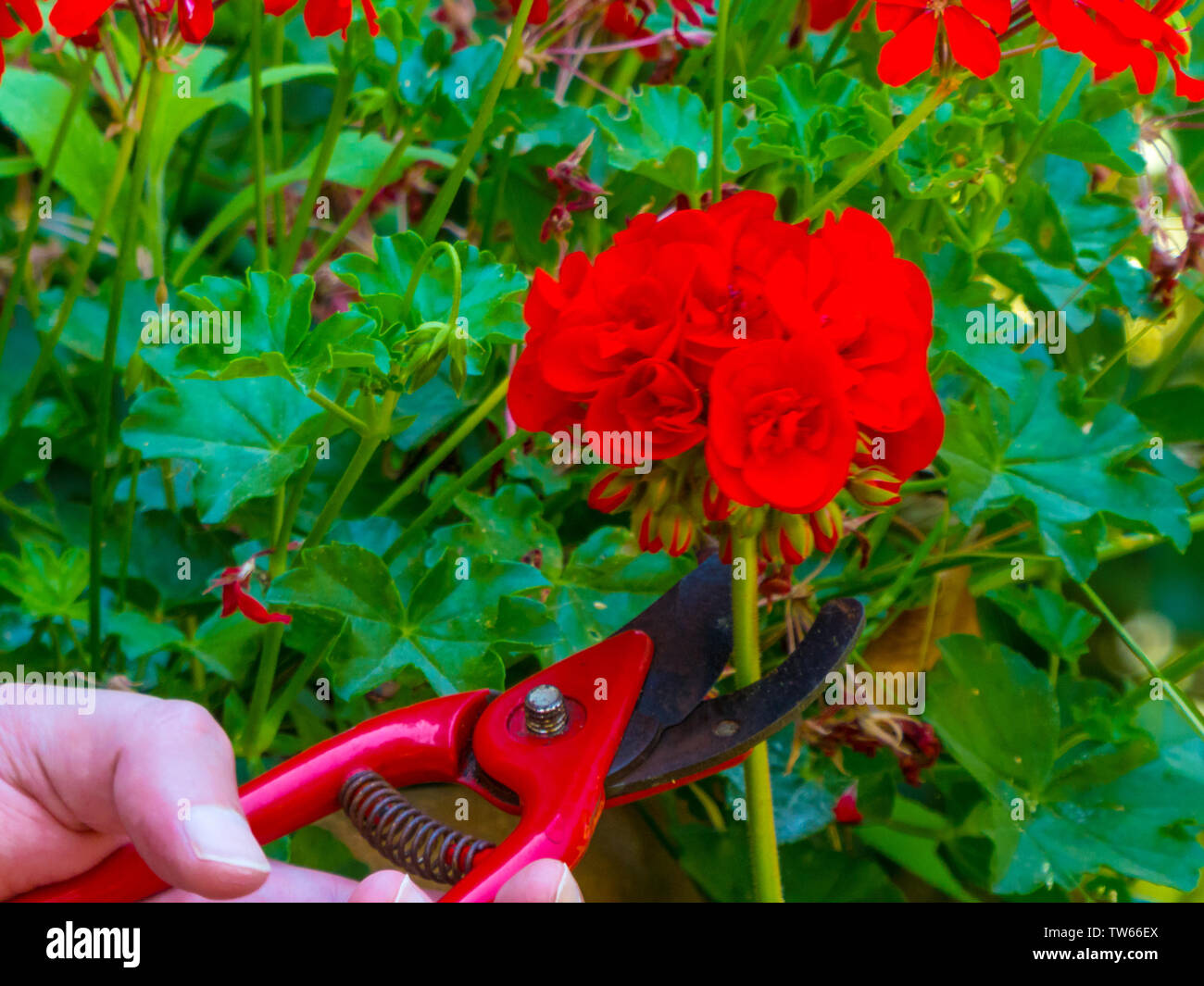 Mano con una cesoia in un giardino il taglio di un rosso geranio Foto Stock