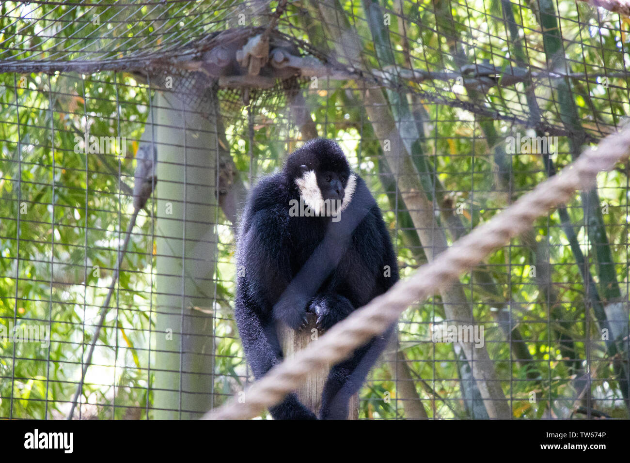 Una scimmia in corrispondenza allo Zoo di Houston Foto Stock