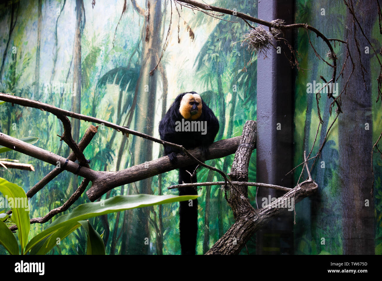 Una scimmia in corrispondenza allo Zoo di Houston Foto Stock
