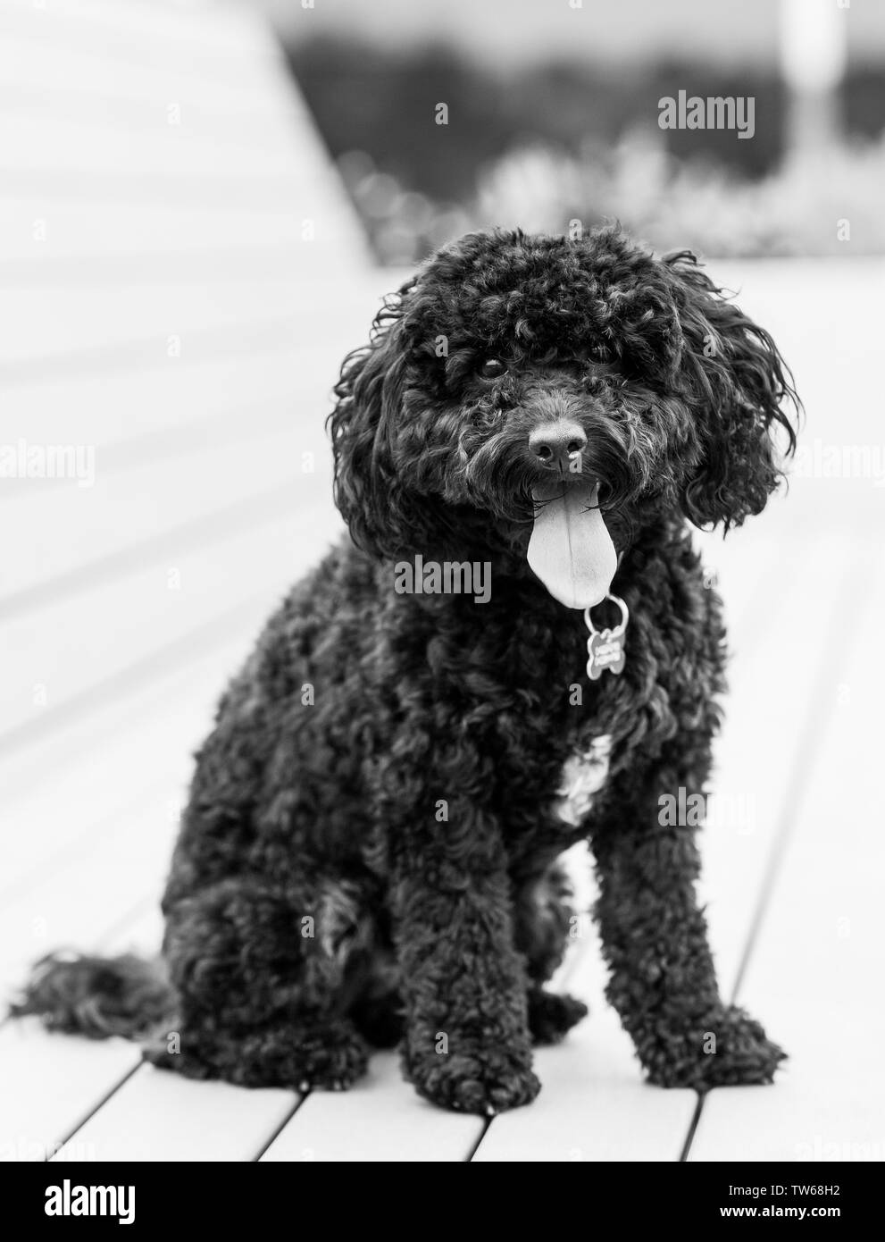 Miniatura barboncino cucciolo Foto Stock