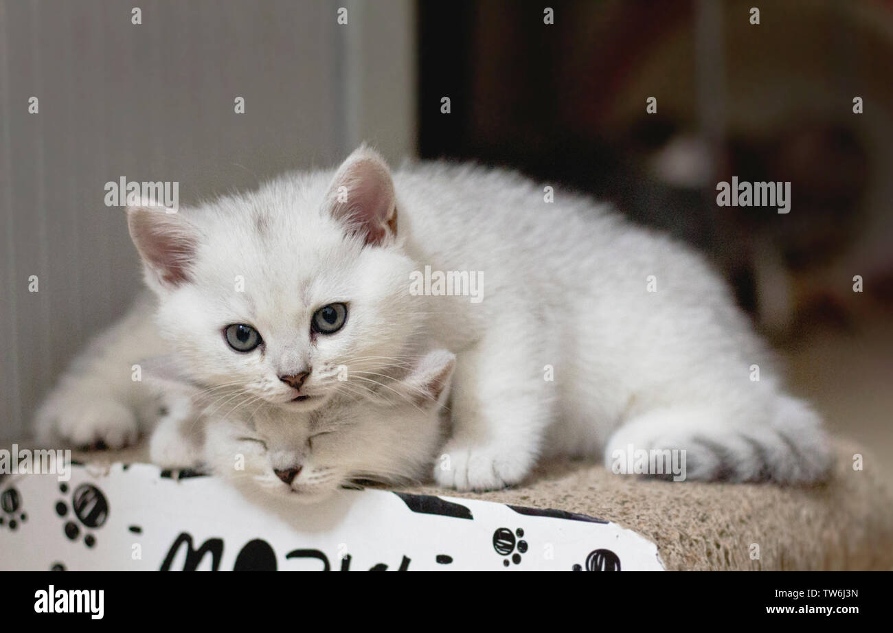 Il gatto dorme e gioca sul gatto scheda artiglio Foto Stock