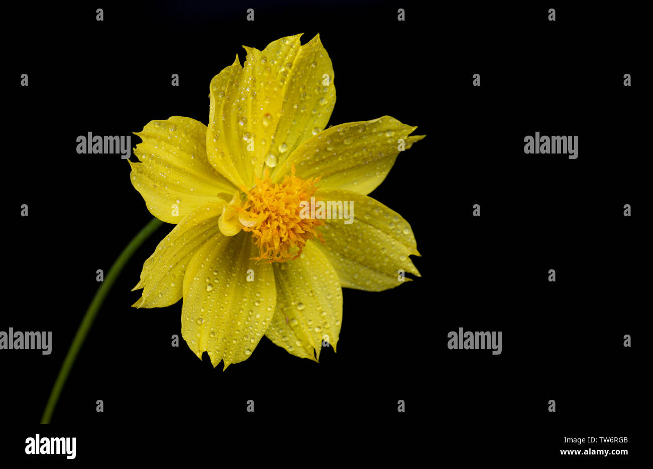 Giallo fiore cosmos isolata contro il Nero Cosmo sulfurei è anche noto come zolfo cosmo e cosmo giallo. È originaria del Messico centrale, Ameri Foto Stock
