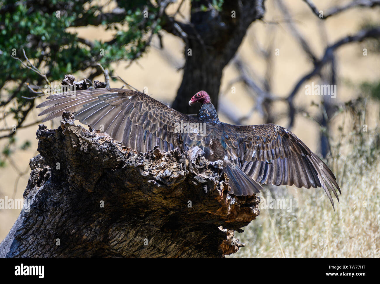 Un Wild Turchia Vulture (Cathartes aura)) sun asciugare le sue ali. In California, Stati Uniti d'America. Foto Stock