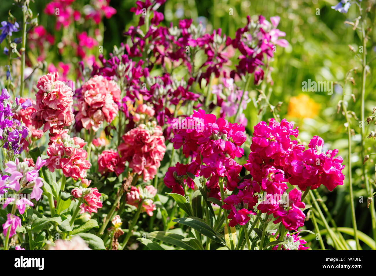 Matthiola incana, noto come annoso stock, è una specie di fioritura delle piante in genere Matthiola. Foto Stock