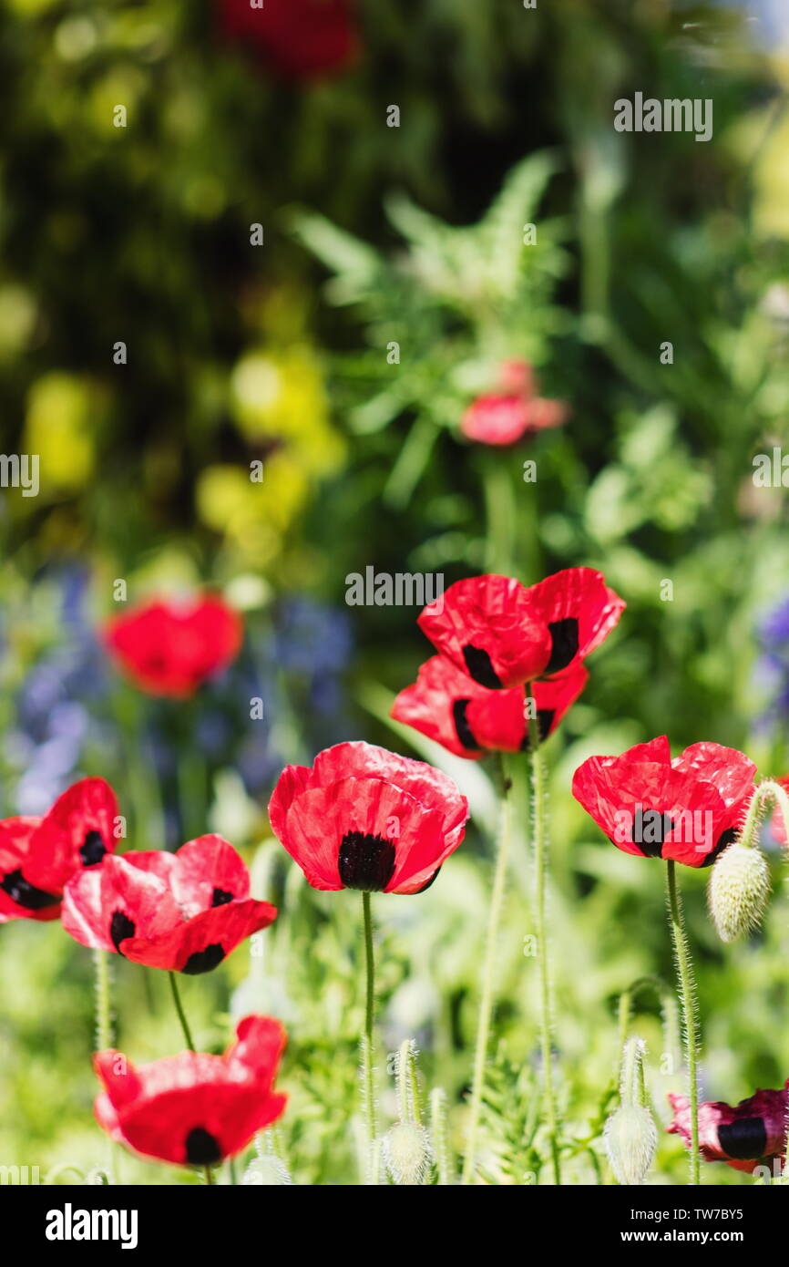 Ladybird papavero o caucasica scarlet papavero (Papaver commutatum) è una specie di pianta flowering nativa per la Turchia settentrionale, Foto Stock